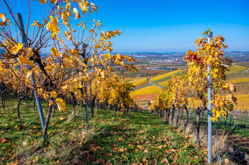 Struempfelbach - Vineyards at Weinstadt region - beautiful landscape in autum close to Stuttgart, Baden-Wuerttemberg, Germany