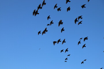 birds in flight