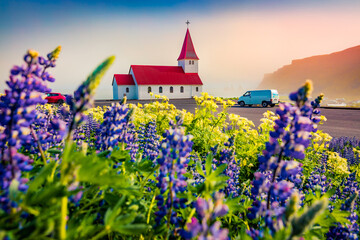 Spectacular morning view of Vikurkirkja (Vik i Myrdal Church), Vik location. Magnificent summer scene of Iceland with field of blooming lupine flowers. Travel to Iceland.