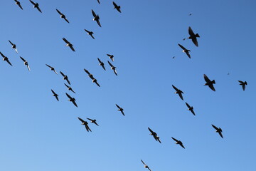 birds in flight