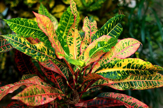 Tropical exotic plants close up background. Colorful and beautiful croton petra leaves in botanical garden.