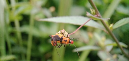 beetle on a flower