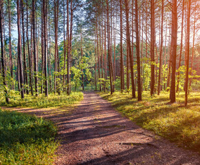 Fototapeta premium Impressive summer sunrise in spruce forest. Magic sunlight gloving trees and grass in Shatsky National Park, Svityaz lake location, Volyn region, Ukraine. Beauty of nature concept background..