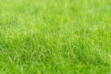 Green grass lawn in the garden, green flooring making concept, football pitch training or golf lawn. Green grass texture background, ground level view. Abstract natural background with selective focus