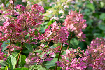 Pink hydrangea in the Park