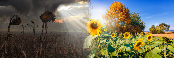 destroyed and blooming sunflower field
