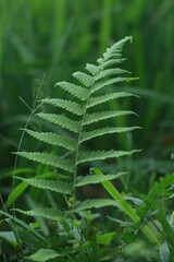 closeup nature view of green leaf and palms background. Flat lay, dark nature concept, tropical leaf