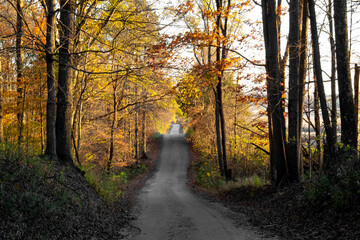 Obraz premium scenic country road through midwest lit by colorful autumn sun through fall leaves 