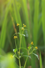 Garden flowers in blur green grass background  Wooden fence painted in green color. Little yellow flower, Green garden