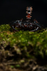 Small wood scorpion (Euscorpius sp.) , Italy.