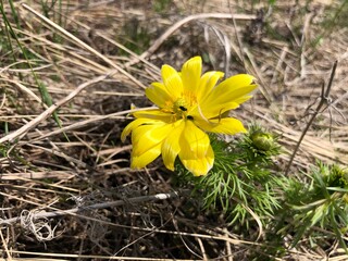 yellow flowers in the grass