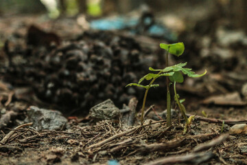New Life Little Tree Macro Photography