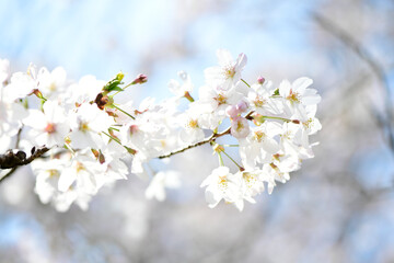 Obraz premium さくら