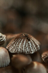 Beautiful closeup of forest mushrooms. Gathering mushrooms. Mushrooms photo, forest photo, forest background
