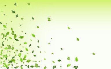 Swamp Leaf Nature Vector Green Background Design. 