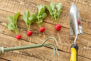 Ripe red radish on wooden boards with garden tools.