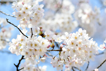 Obraz premium さくら