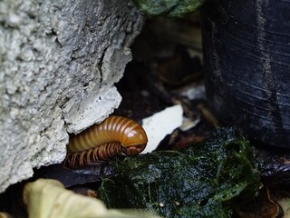 Millipede eating green seaweed plant on wet ground in garden.