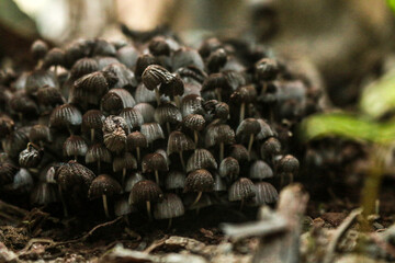 Beautiful closeup of forest mushrooms. Gathering mushrooms. Mushrooms photo, forest photo, forest background
