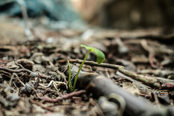 New Life Little Tree Macro Photography