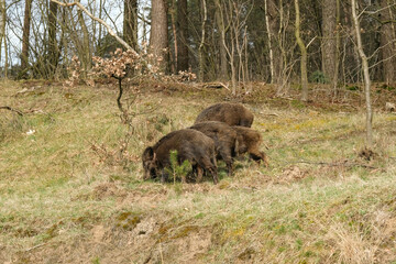 Wild boar with cute piglets are looking for food in the forest