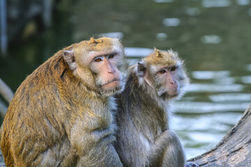 Obraz premium Taiwanese Macaque