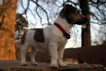 Portrait d'un Jack Russell Terrier