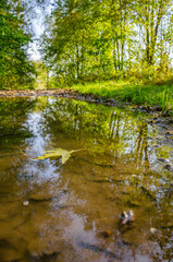 Landscape with autumn forest in the sunny day. Yellow and green forest in the fall season.