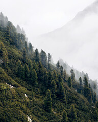 Nebellandschaft mit Wald und Bergen 