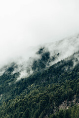 Düstere Waldlandschaft mit Nebel in den Alpen, Europa
