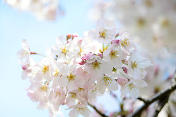 Fototapeta premium さくら