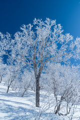 Sakhalin winter