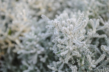 Ornamental plant close-up. Background.