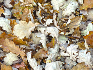 dry autumn fallen oak leaves, natural background