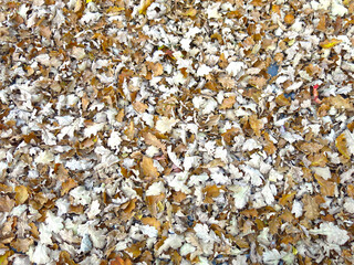 dry autumn fallen oak leaves, natural background