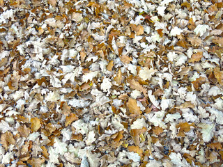 dry autumn fallen oak leaves, natural background