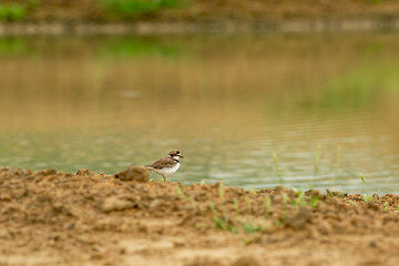 Habitat image of little ringed plover or Charadrius dubius near water body at keoladeo ghana national park or bharatpur bird sanctuary rajasthan india