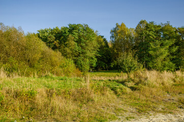 Landscape with autumn forest in the sunny day. Yellow and green forest in the fall season.