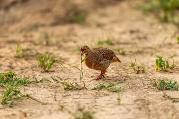 Obraz na płótnie Canvas grey francolin or grey partridge or Francolinus pondicerianus eating grass plant on a jungle track at Ranthambore national park or forest reserve rajasthan india