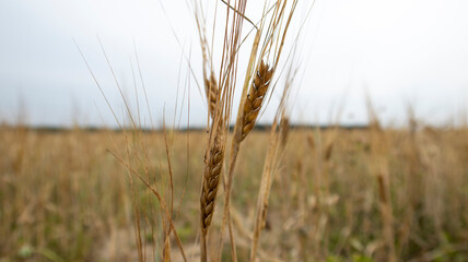 Fototapeta premium Spikelets of rye in the field. Village field