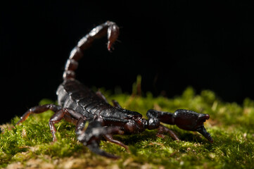 Small wood scorpion (Euscorpius sp.) , Italy.