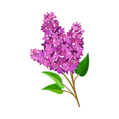 Flourishing Branch with Fragrant Tender Lavender Florets Vector Illustration