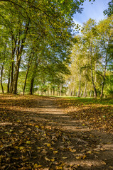 Naklejka premium Landscape with autumn forest in the sunny day. Yellow and green forest in the fall season.