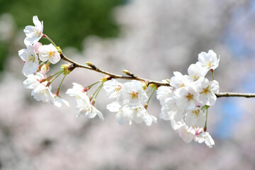 Obraz premium さくら