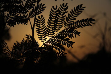 sunset or sunrise view behind green leaf