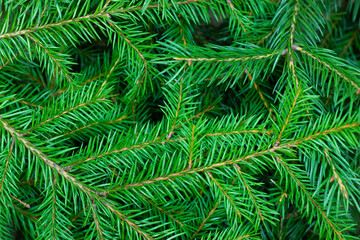 Background from green spruce branches. Close-up of a Christmas tree