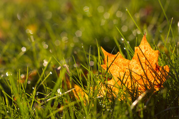 green lawn with autumn yellow maple leaf in the dew in the rays of the setting sun