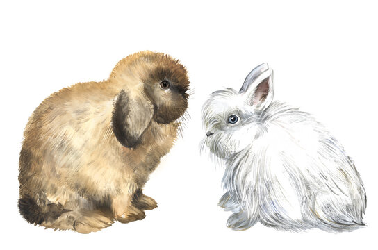 Rabbits watercolor illustration, decorative rabbits, pets, furry animal, farm animal, rodent