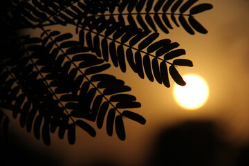 sunset or sunrise view behind green leaf