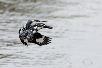 Flying bird during hunting. Bird named Pied Kingfisher or scientific name Ceryle rudis
